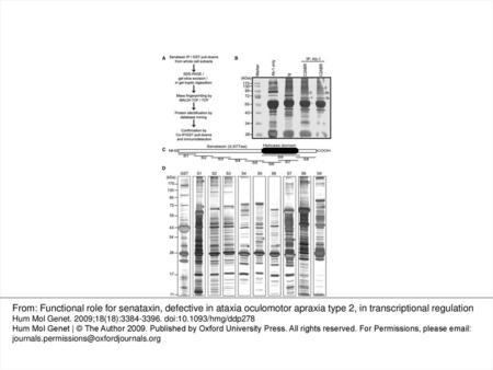 Figure 1. Identification of senataxin-interacting proteins by mass spectrometry. (A) Flow diagram showing the methodology used for identifying and confirming.