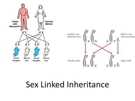 Sex Linked Inheritance