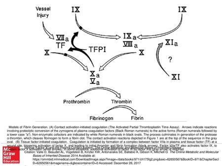 Models of Fibrin Generation