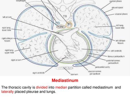 Mediastinum The thoracic cavity is divided into median partition called mediastinum and laterally placed pleurae and lungs.