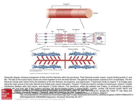 Schematic diagram showing arrangement of thick and thin filaments within the sarcomere. Thick filaments contain myosin, myosin-binding protein C, and titin.