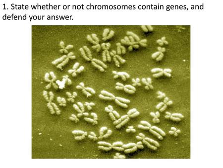 2. Muscles are made from several different proteins, including actin and myosin. State whether a “muscle gene” actually exists, and defend your answer.