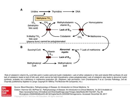 Role of cobalamin (vitamin B12) and folic acid in nucleic acid and myelin metabolism. Lack of either cobalamin or folic acid retards DNA synthesis (A)