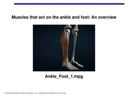 Muscles that act on the ankle and foot: An overview