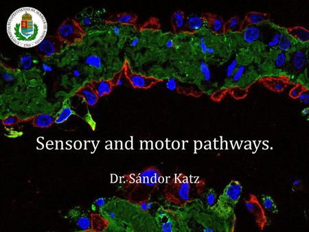 Sensory and motor pathways.