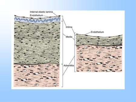 Veins: Will return blood to the heart aided by the action of smooth muscle in their walls & specialized valves. As with arteries the veins.