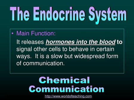 The Endocrine System Chemical Communication Main Function: