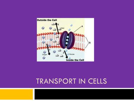 Transport in cells.