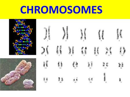 CHROMOSOMES.