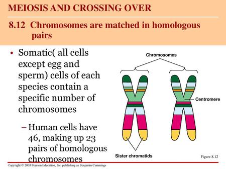 8.12 Chromosomes are matched in homologous pairs