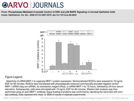 From: Phosphatase-Mediated Crosstalk Control of ERK and p38 MAPK Signaling in Corneal Epithelial Cells Invest. Ophthalmol. Vis. Sci.. 2006;47(12):5267-5275.