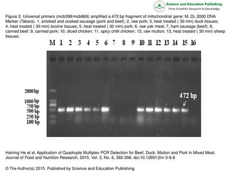 Figure 2. Universal primers (mcb398/mcb869) amplified a 472 bp fragment of mitochondrial gene: M, DL 2000 DNA Marker (Takara). 1, smoked and cooked sausage.