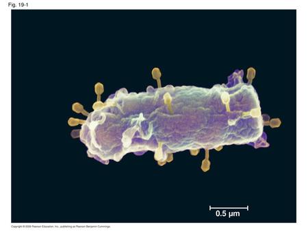 Fig. 19-1 Figure 19.1 Are the tiny viruses infecting this E. coli cell alive? 0.5 µm.