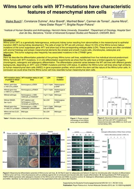 Wilms tumor cells with WT1-mutations have characteristic features of mesenchymal stem cells Maike Busch1, Constanze Duhme1, Artur Brandt1, Manfred Beier1,