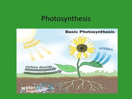 Photosynthesis.