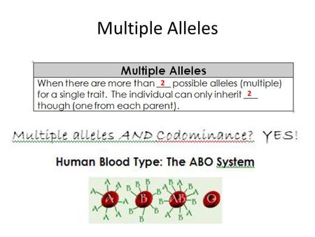 Multiple Alleles 2 2.