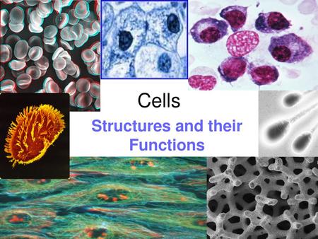 Structures and their Functions