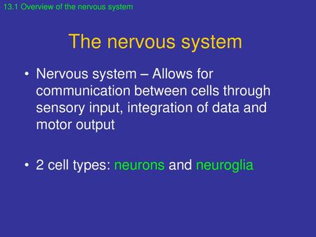 13.1 Overview of the nervous system