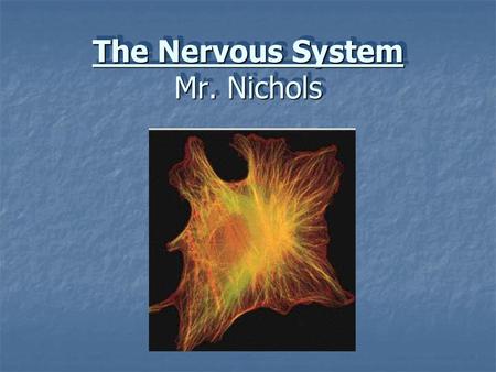 The Nervous System Mr. Nichols