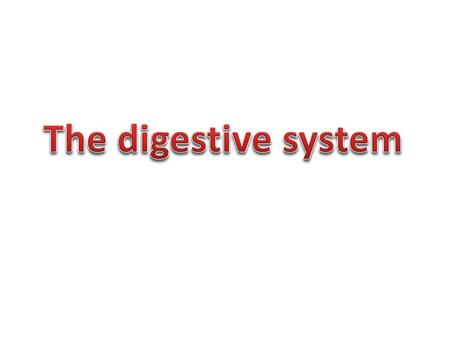 The digestive system.