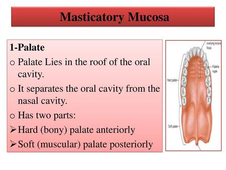 Masticatory Mucosa 1-Palate