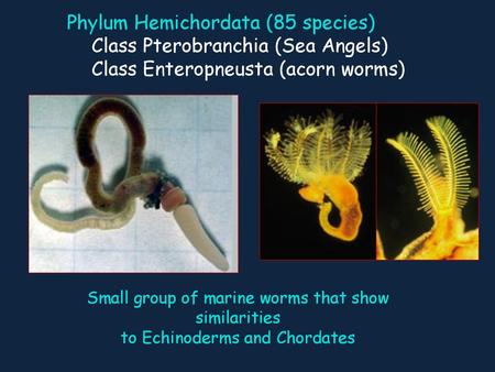 Phylum Hemichordata (85 species) Class Pterobranchia (Sea Angels)