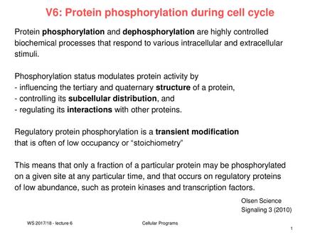 V6: Protein phosphorylation during cell cycle