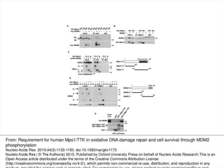 Figure 1. hMps1 interacts with MDM2