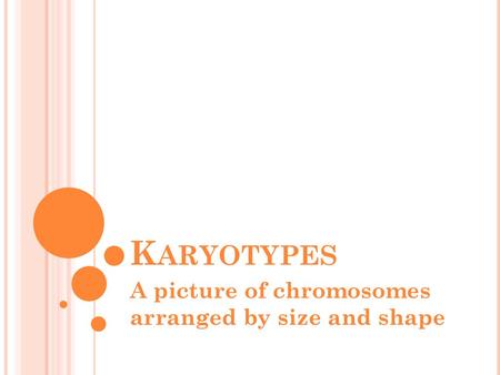 A picture of chromosomes arranged by size and shape