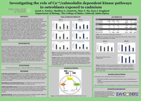 Investigating the role of Ca+2/calmodulin dependent kinase pathways