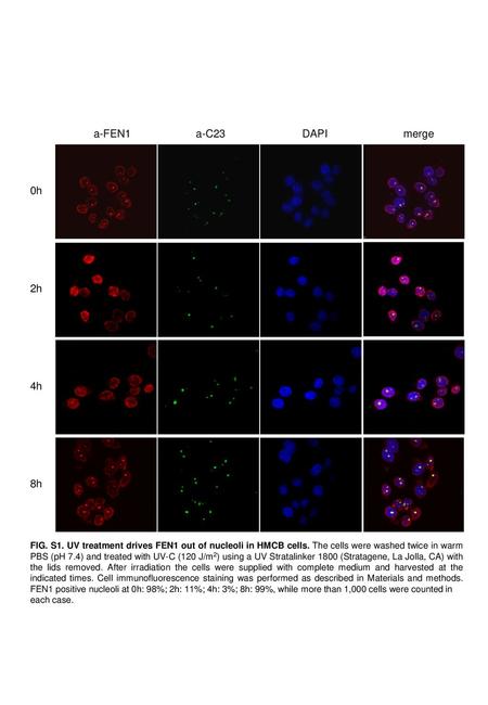 a-FEN1 a-C23 DAPI merge 0h 2h 4h 8h