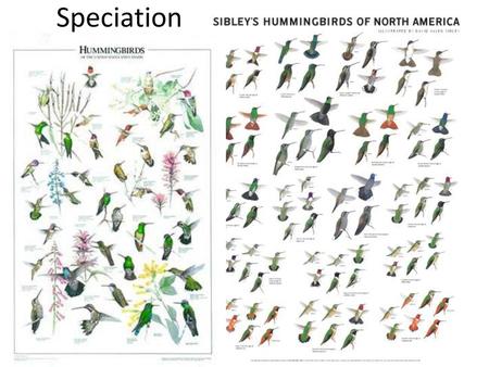 Speciation.