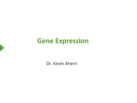 Gene Expression Dr. Kevin Ahern.