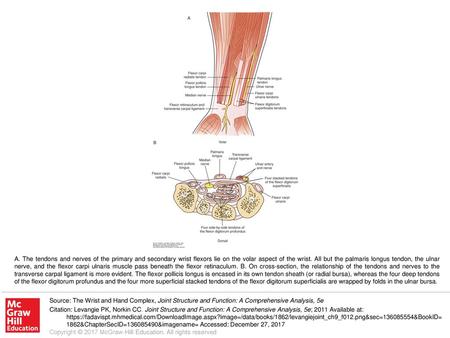 A. The tendons and nerves of the primary and secondary wrist flexors lie on the volar aspect of the wrist. All but the palmaris longus tendon, the ulnar.