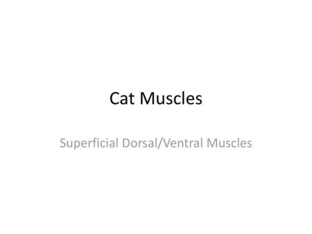 Superficial Dorsal/Ventral Muscles