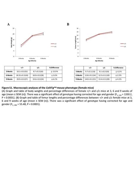 A B Figure S1. Macroscopic analyses of the ColIITgcog mouse phenotype (female mice) (A) Graph and table of body weights and percentage differences of female.