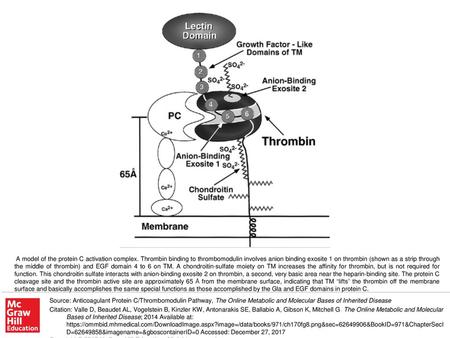 A model of the protein C activation complex