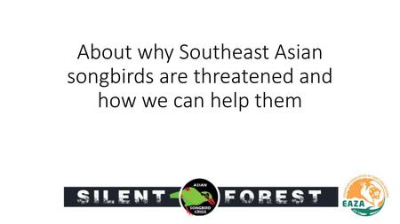 Which birds are Southeast Asian songbirds?