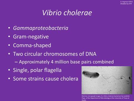 Vibrio cholerae Gammaproteobacteria Gram-negative Comma-shaped