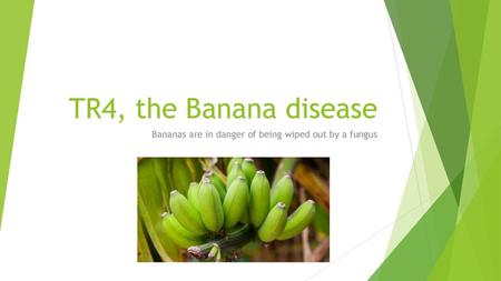 Bananas are in danger of being wiped out by a fungus