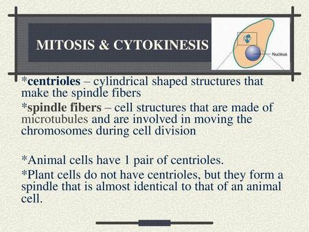  MITOSIS & CYTOKINESIS *centrioles – cylindrical shaped structures that make the spindle fibers *spindle fibers – cell structures that are made of microtubules.