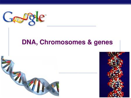 DNA, Chromosomes & genes