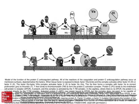 Model of the function of the protein C anticoagulant pathway