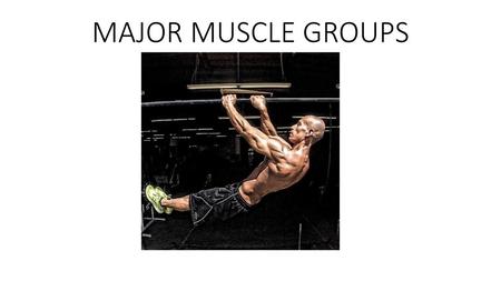 MAJOR MUSCLE GROUPS.