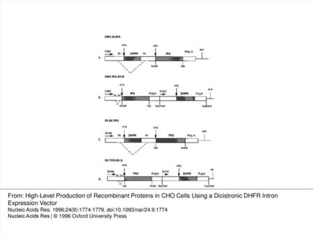 Figure 1 tPA and TPO DI and control expression vectors