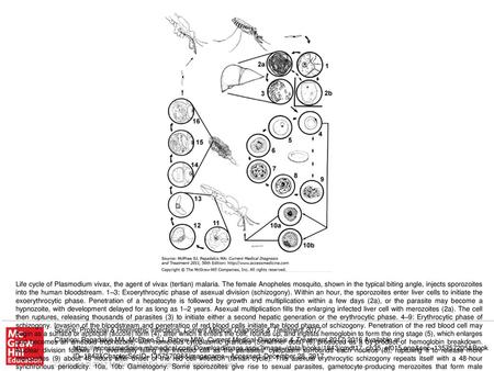 Life cycle of Plasmodium vivax, the agent of vivax (tertian) malaria