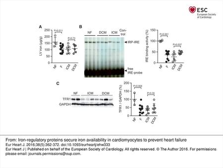 Figure 1 Reduced IRP activity and iron content in failing human hearts