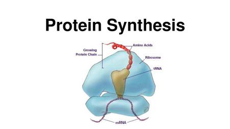 Protein Synthesis.