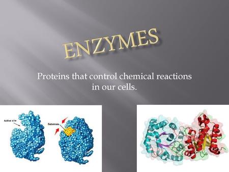 Proteins that control chemical reactions in our cells.