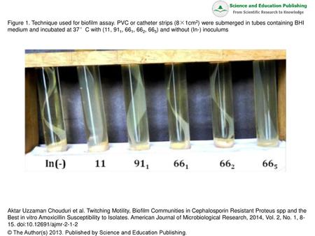 Figure 1. Technique used for biofilm assay